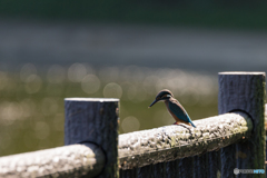 Kingfisher Snap #3