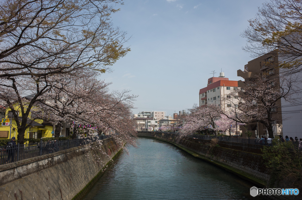 2019.3.28大岡川プロムナード開花情報⑤