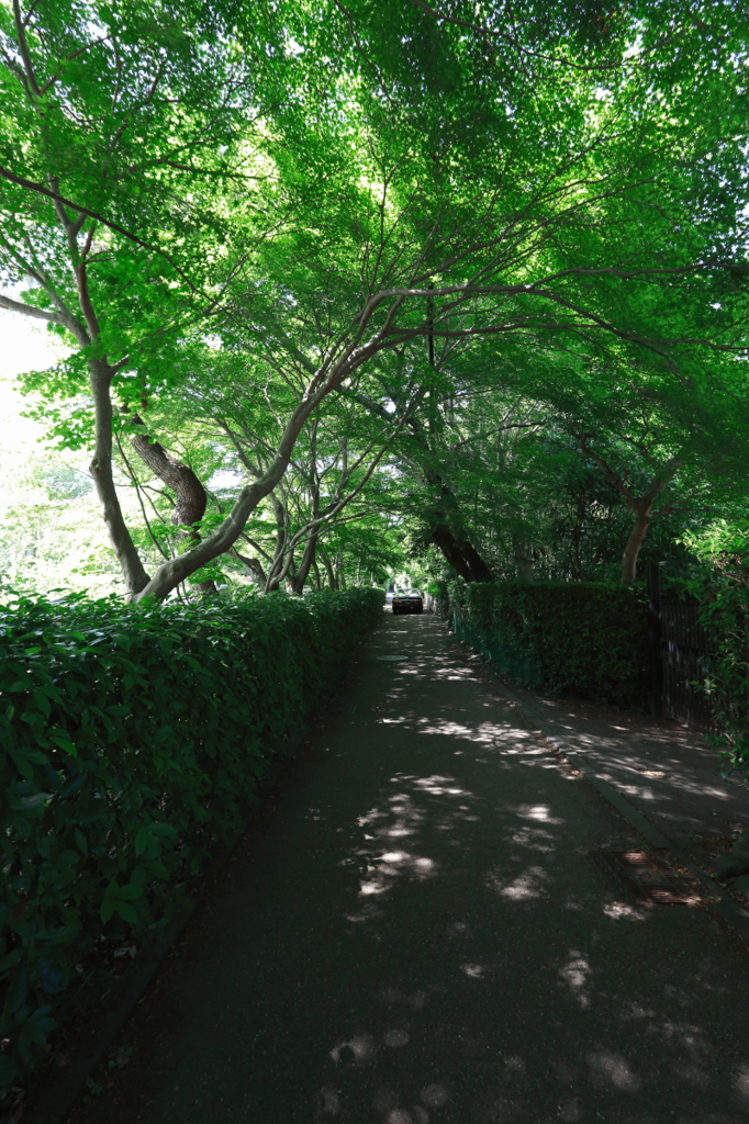 緑のトンネル