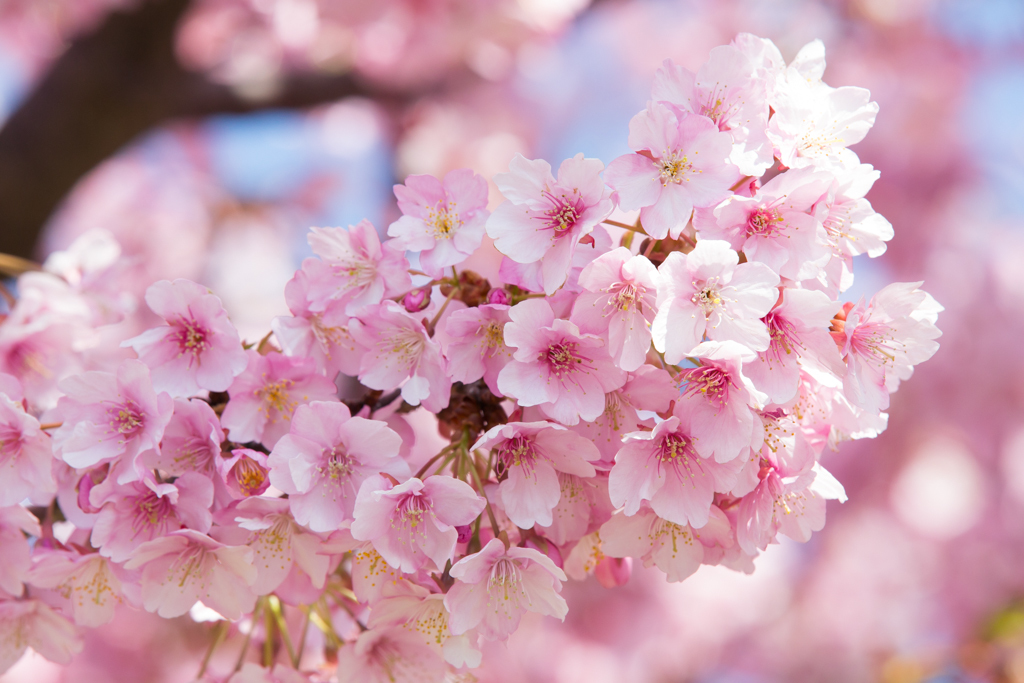 三浦海岸　河津桜 4