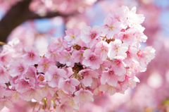 三浦海岸　河津桜 4