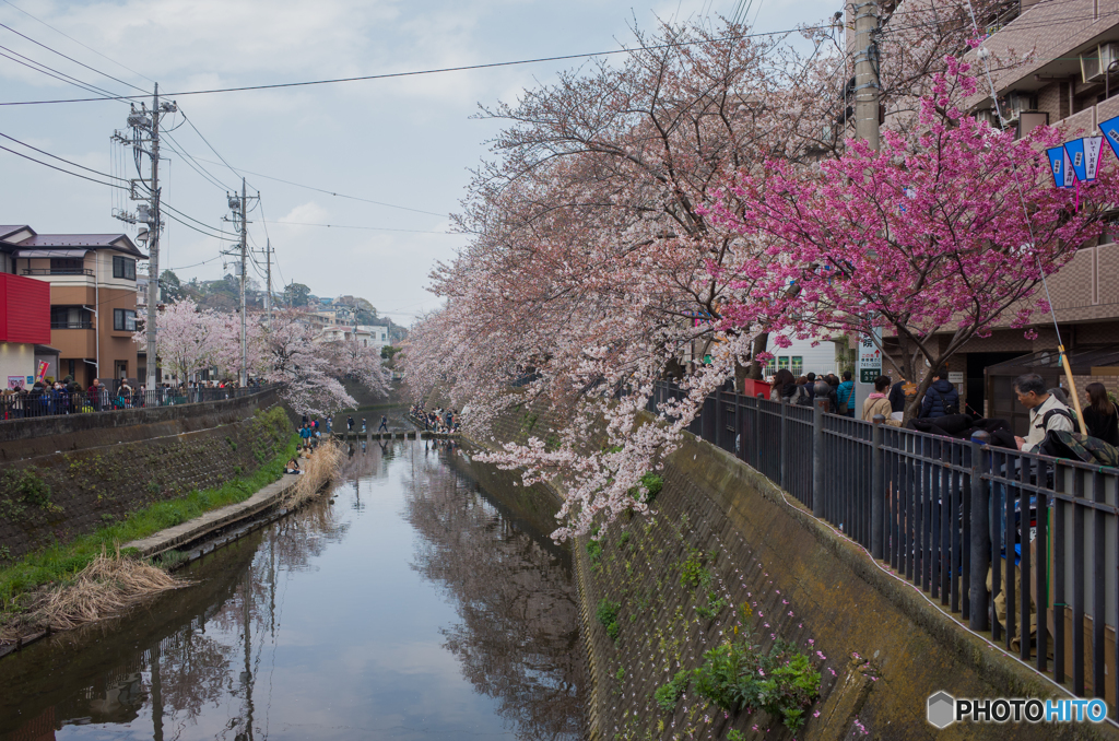 2019.3.31大岡川プロムナード開花情報③