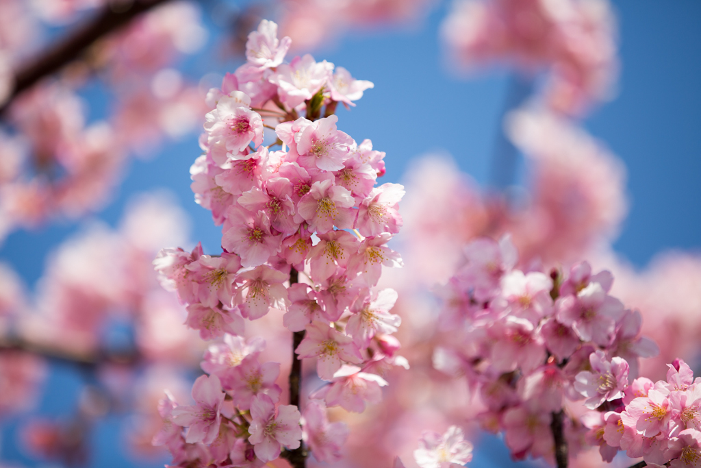 三浦海岸　河津桜 2