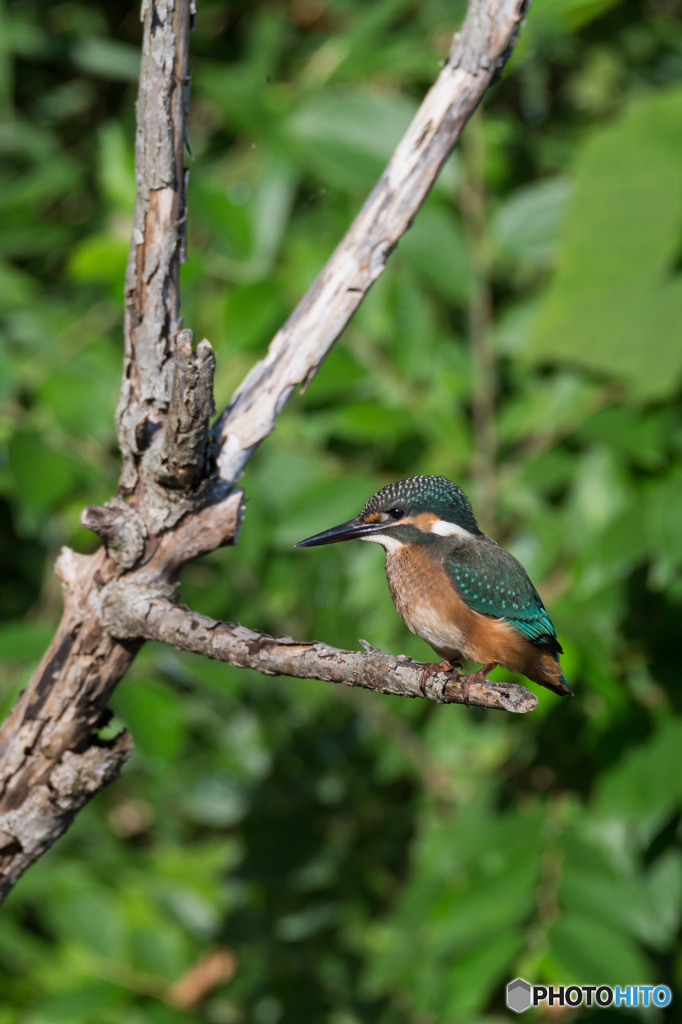 Kingfisher Snap #18