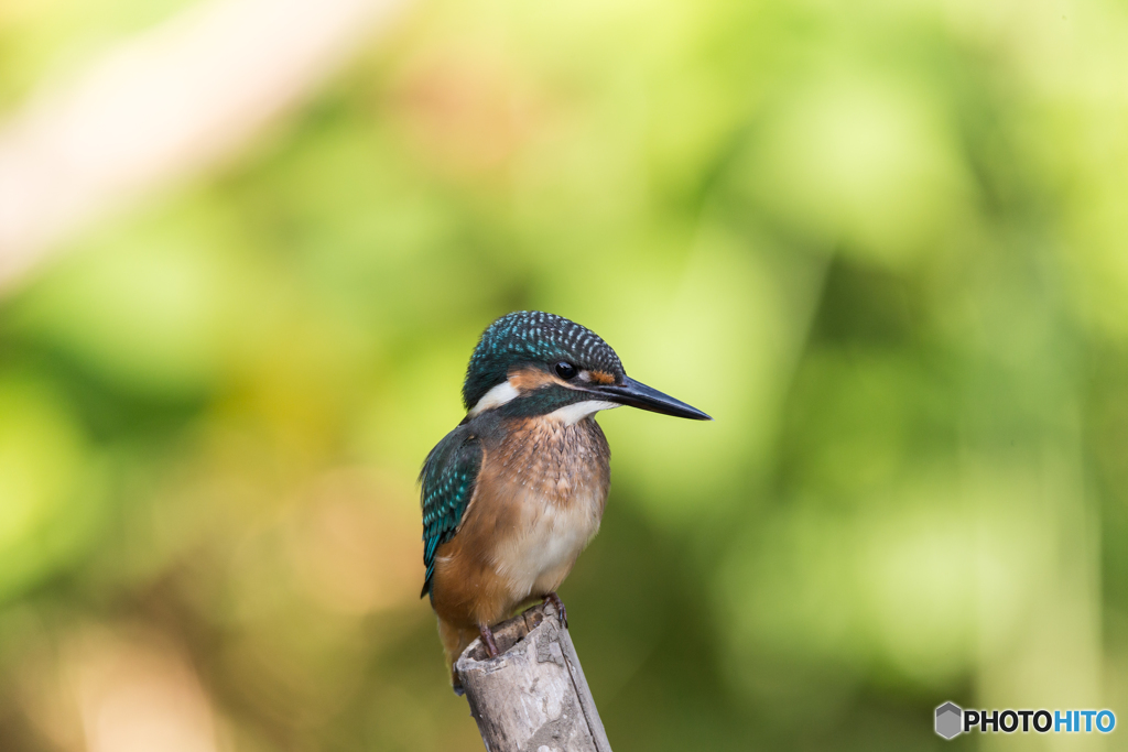 Kingfisher Snap #19