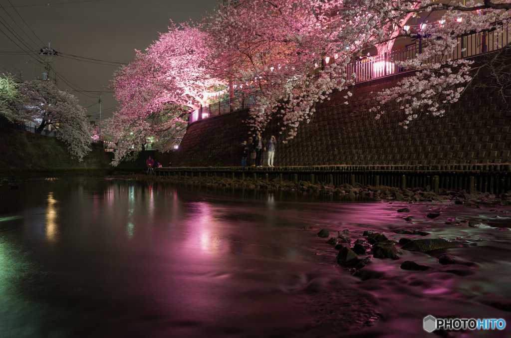 大岡川沿い夜桜散策 #8