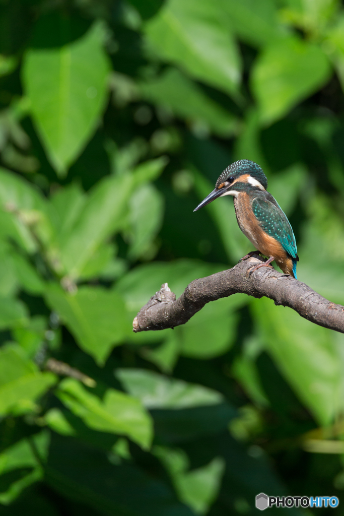 Kingfisher Snap #12