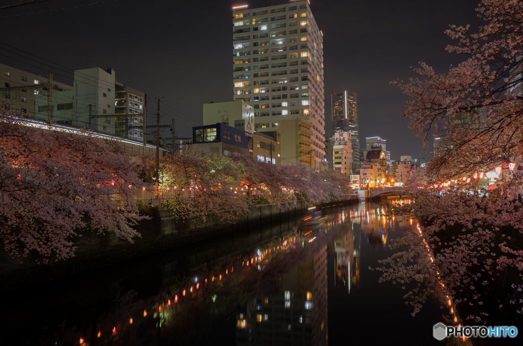 大岡川沿い夜桜散策 #11