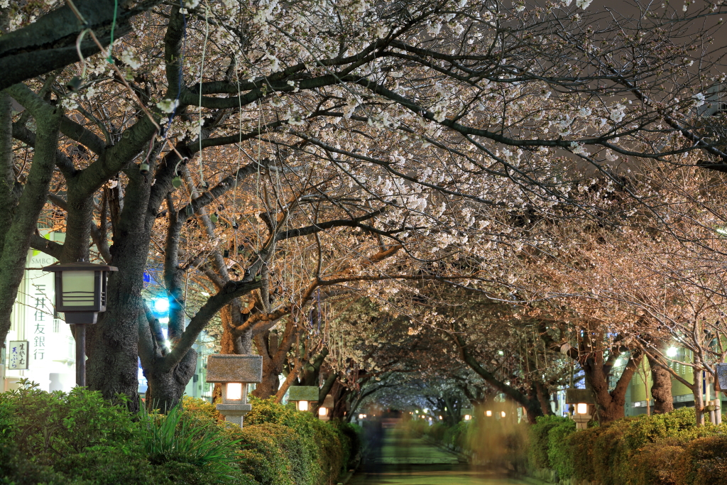 20130321夜桜試撮4