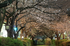 20130321夜桜試撮4