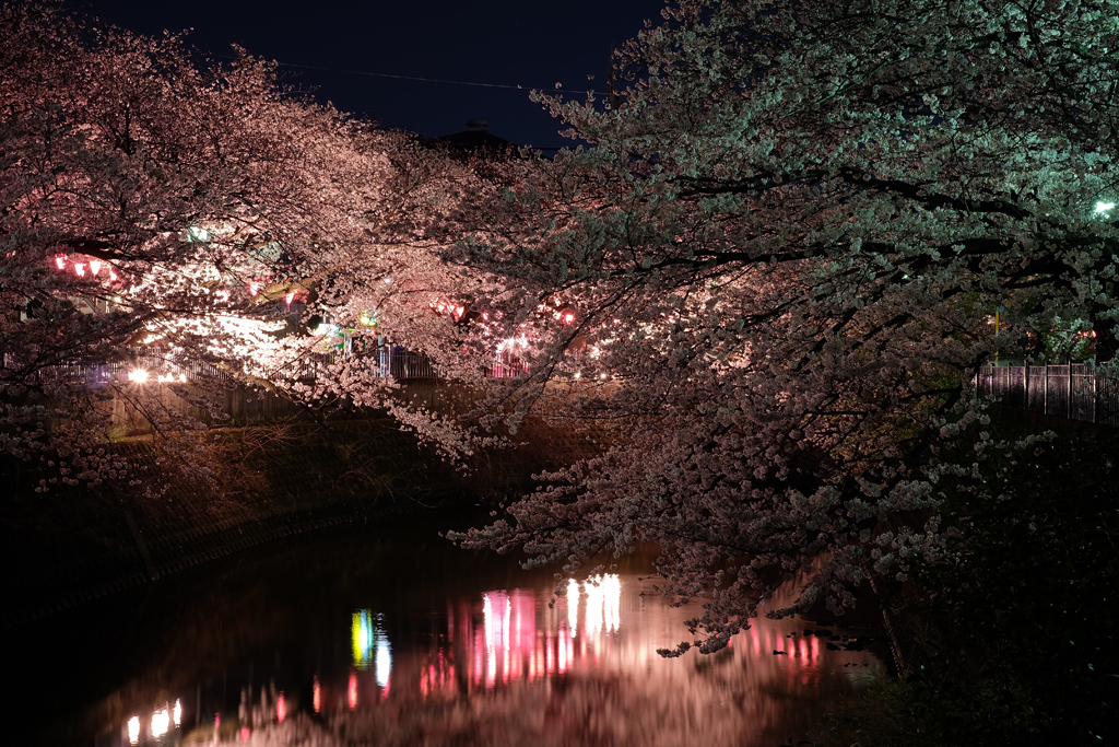2014大岡川お花見散歩 16