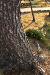 20130223早朝の立石10