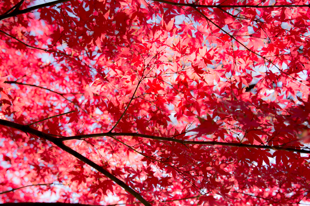 空のキャンバス　紅く染め3