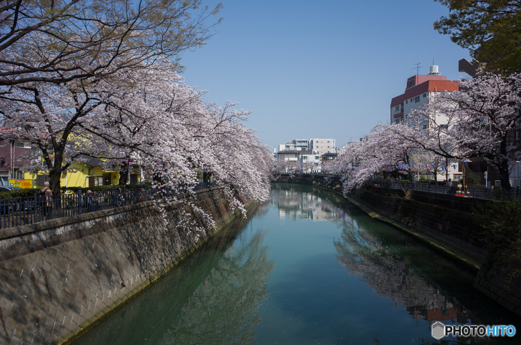 大岡川桜探訪 #11
