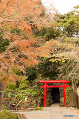 鎌倉紅葉散策@2018 長谷寺-4