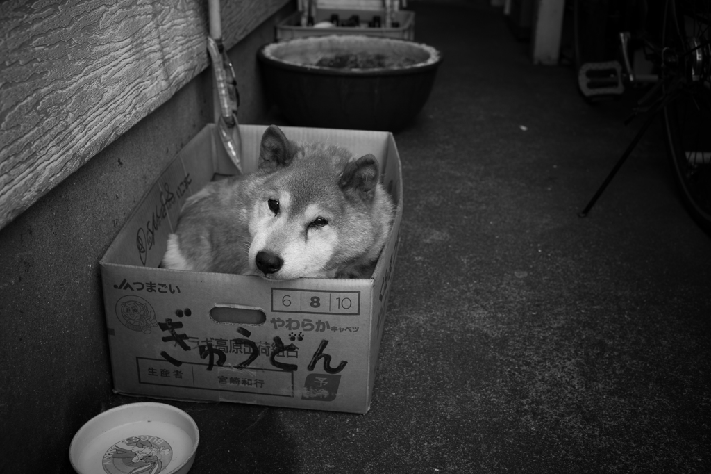 ぎゅうどん　萌えポイント特盛り♪