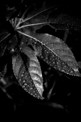 小雨の降る夜 3