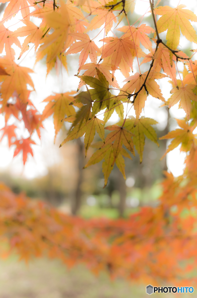 今度こそ平成最後の紅葉