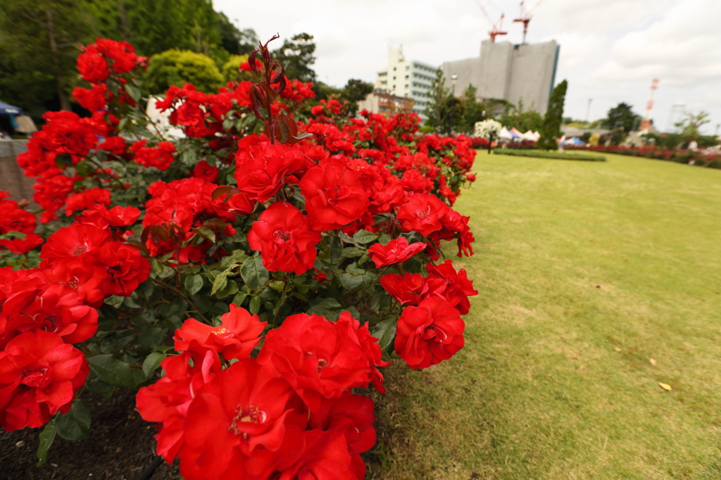 バラ園で楽しむ5