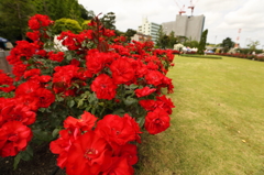 バラ園で楽しむ5