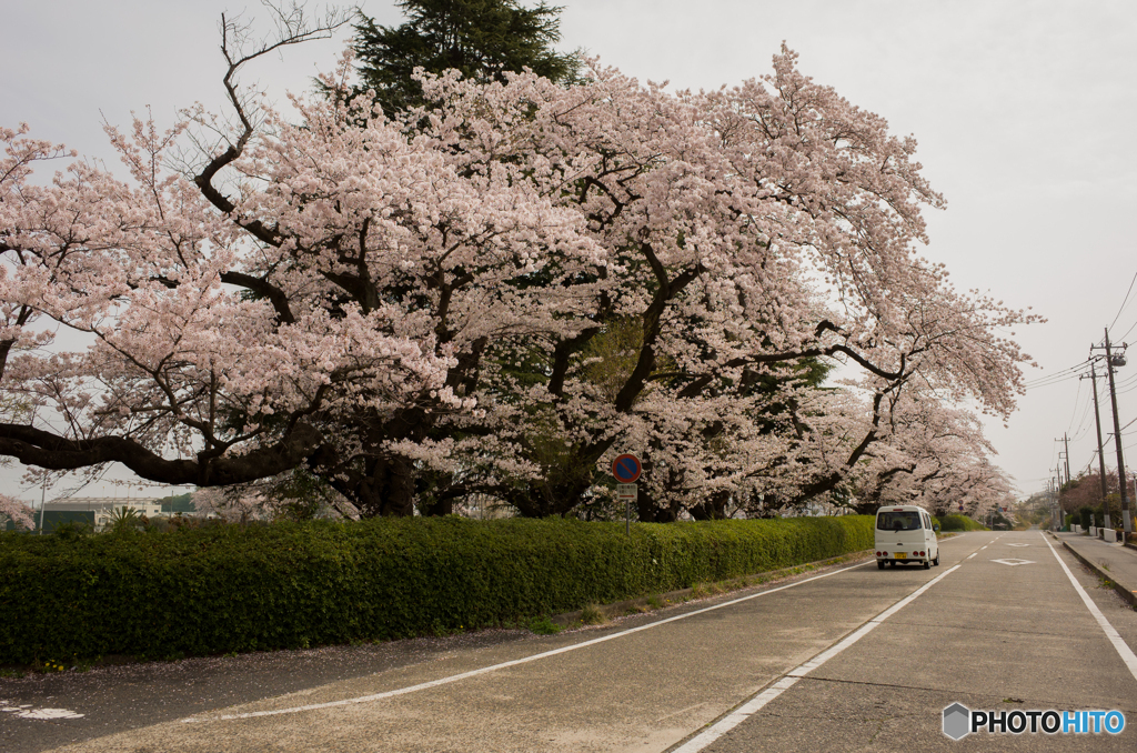 最寄り駅道中の桜③