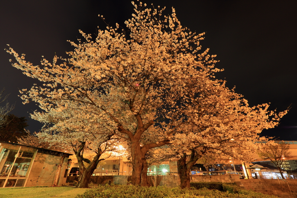 ご近所夜桜２