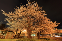 ご近所夜桜２