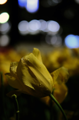 雨の夜に彩を 19