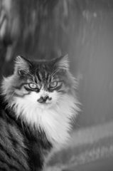 eyes