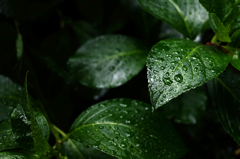 雨の週末 14