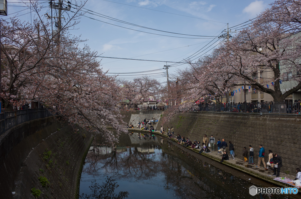 2019.3.31大岡川プロムナード開花情報④