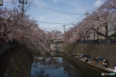 2019.3.31大岡川プロムナード開花情報④