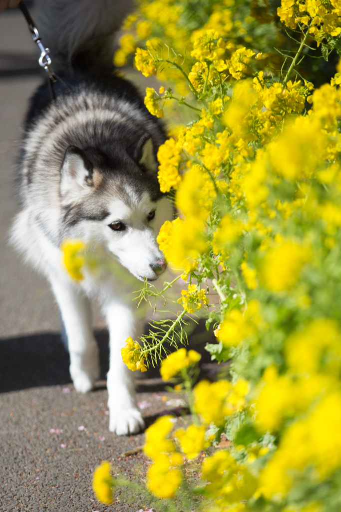 花を愛でる動物達2