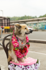 看板犬