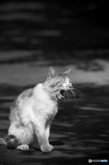 ふぁぁぁぁぁ