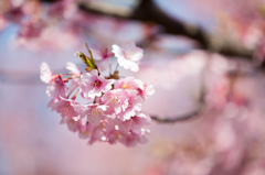 三浦海岸　河津桜 5