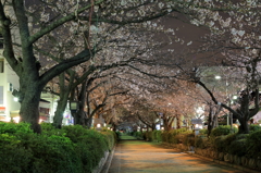 20130321夜桜試撮2