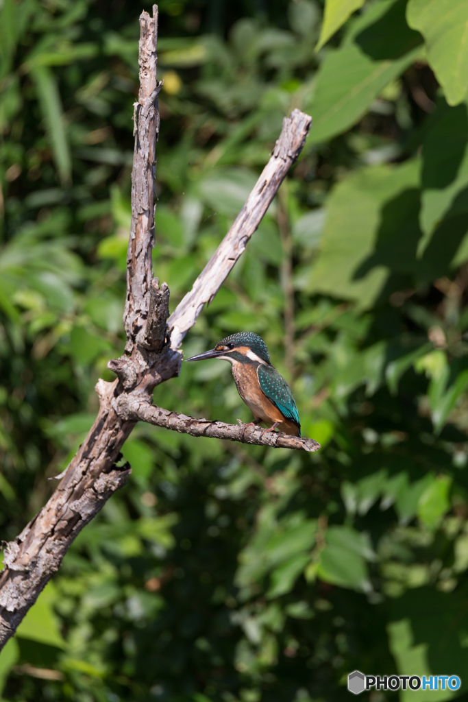 Kingfisher Snap #14