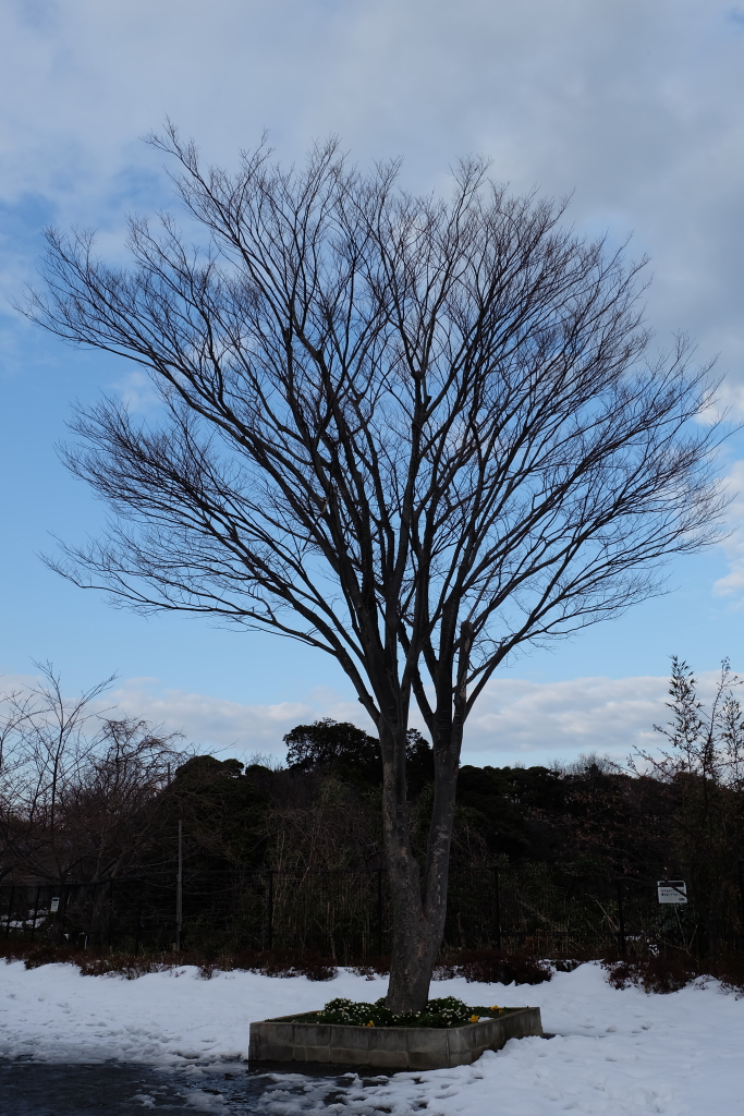 嵐の後3