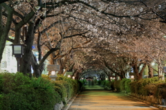 20130321夜桜試撮3