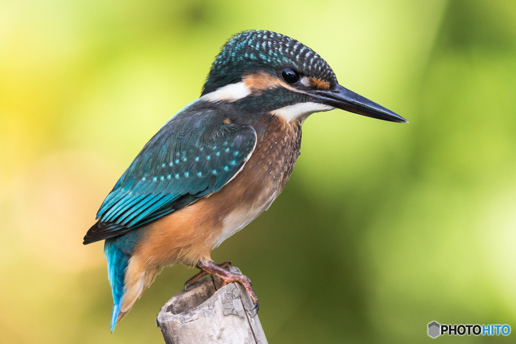 Kingfisher Snap #21