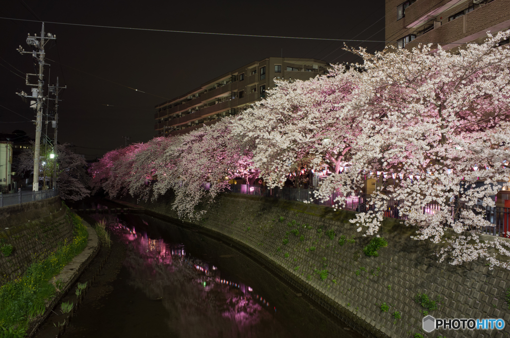 大岡川沿い夜桜散策 #2