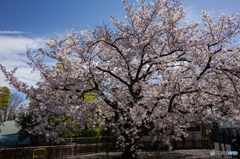 平成最後の桜撮影