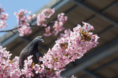 花を愛でる動物達5