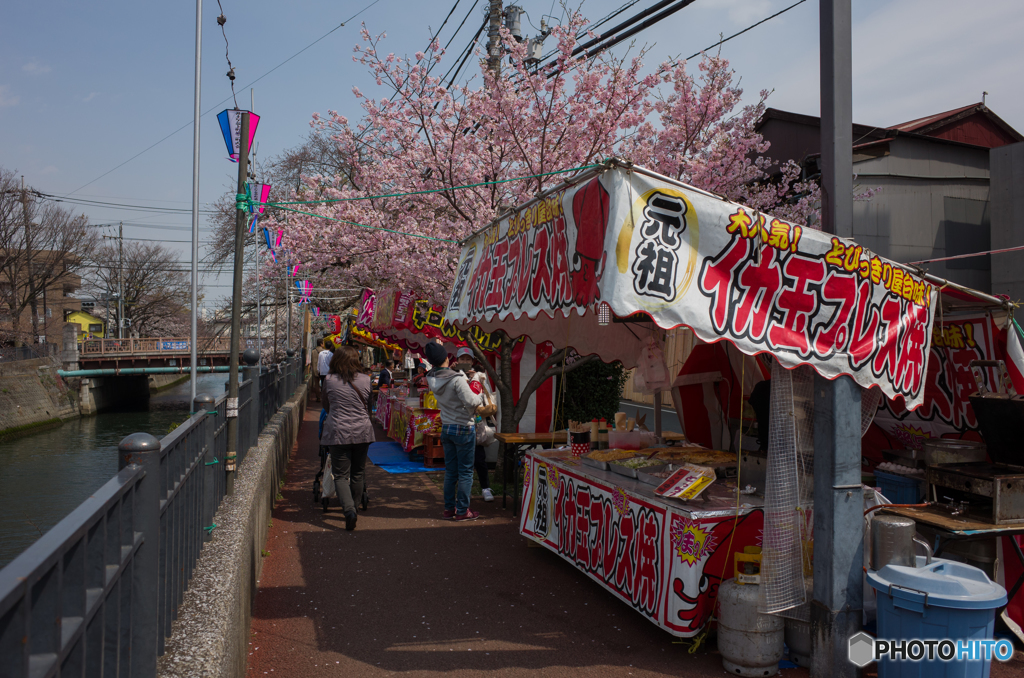 2019.3.28大岡川プロムナード開花情報④