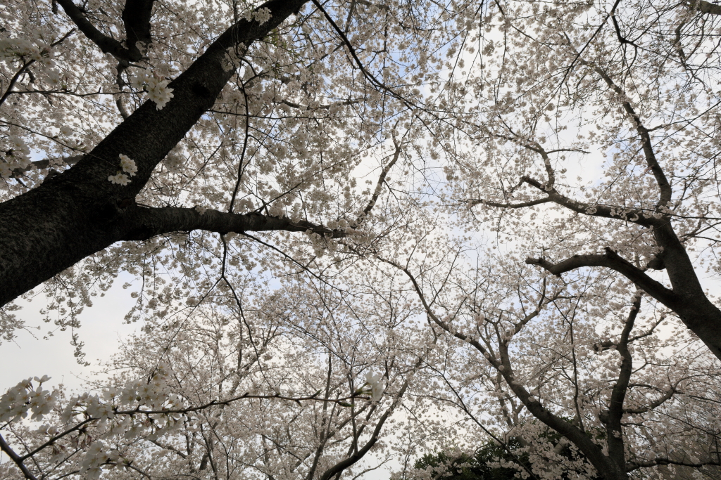 ご近所桜散策4
