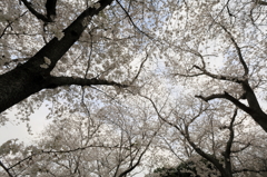 ご近所桜散策4