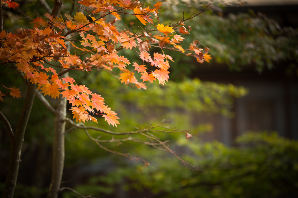 紅葉