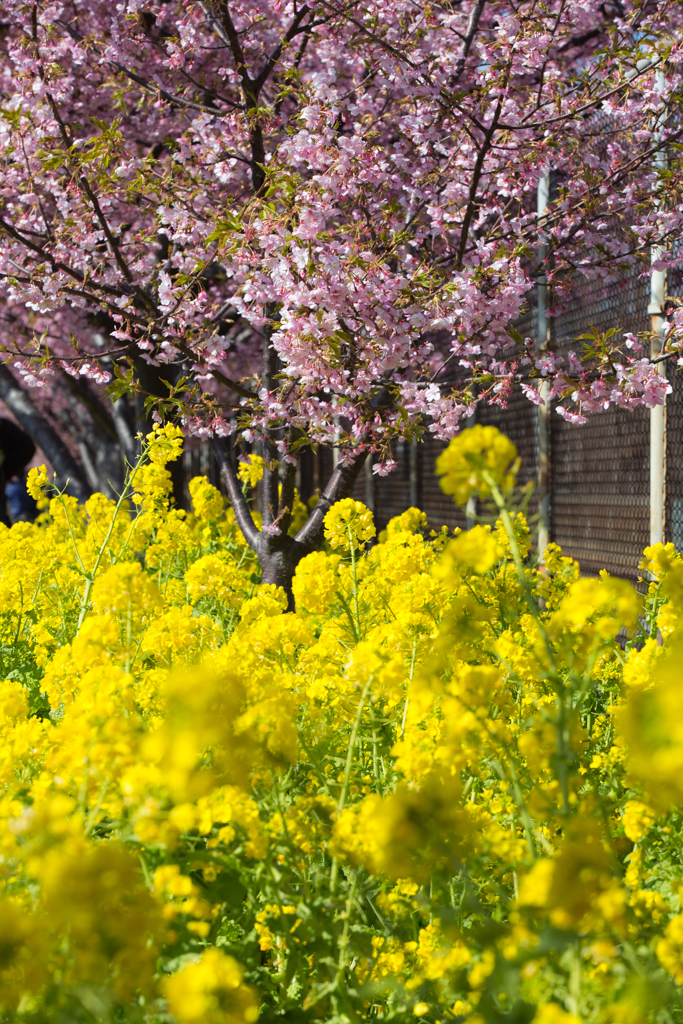 spring 2