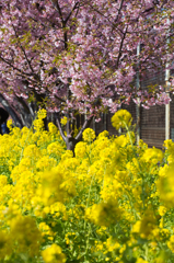 spring 2